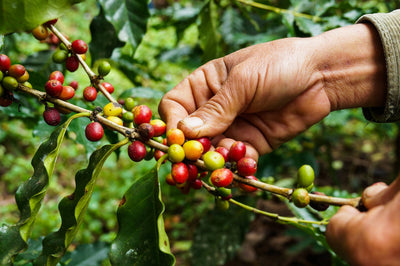 Grüner Kaffee: Das steckt hinter der grünen Wunderbohne