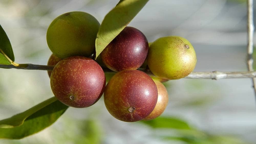 Camu Camu: Die Nährstoffbombe aus Südamerika