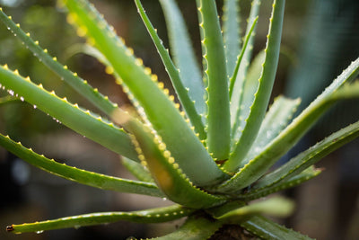 Aloe Vera – Die Lilie der Wüste