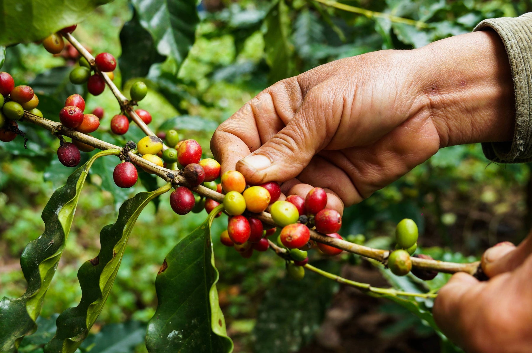 Bohne für Grüner Tee Kaffee Ernte